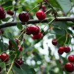 Πώς να πάρετε μια καλή συγκομιδή των μούρων: οι ειδικοί