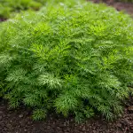 Πώς να αποκτήσετε ένα ολόκληρο βουνό άνηθου νωρίς την άνοιξη χρησιμοποιώντας μούλιασμα unnamed-file.png