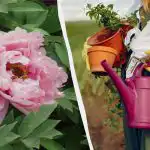 Φυσικά "στεροειδή" για τις παιώνιες: πώς να ταΐζετε τα λουλούδια