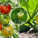 Συγκομιδή μέχρι το Νοέμβριο: πώς να προετοιμάσετε ένα απλό λίπασμα