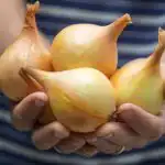 Όλα για την καλλιέργεια κρεμμυδιών στον λαχανόκηπό σας: οι ειδικοί