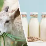 Κατσικίσιο ή αγελαδινό γάλα: ο γιατρός εξηγεί ποιο γάλα είναι