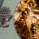 6 πράγματα που μετατρέπουν την αυλή σας σε μαγνήτη σφήκας