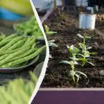 Οι καλύτεροι "γείτονες" για τα φασόλια: 11 λαχανικά που μπορούν