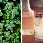 Ο κισσός δεν θα επιβιώσει: 2 φάρμακα για την κουζίνα που δουλεύουν μέσα σε λίγες μέρες Ο κισσός δεν θα επιβιώσει: 2 φάρμακα για την κουζίνα