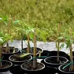 Σπορόφυτα ντομάτας θα είναι ισχυρή χωρίς κατάστημα "χημεία": τι να