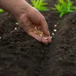 Τι να φυτέψετε τον Απρίλιο: 5 πιο ανθεκτικά λαχανικά για