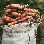 Πότε να σπείρετε καρότα την άνοιξη για συγκομιδή όλο το