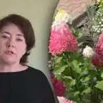 Μη βιάζεστε με το λίπασμα: πότε να ταΐζετε τις ορτανσίες