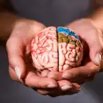 Ποιοι ξηροί καρποί είναι καλοί για τον εγκέφαλο: οι διατροφολόγοι