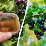 Το πρώτο λίπασμα πρέπει να εφαρμοστεί στη σταφίδα πριν από