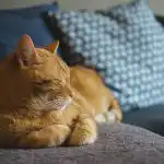 Γιατί οι γάτες γουργουρίζουν: τι πραγματικά δεν μας λένε οι γενετιστές unnamed-file.jpg