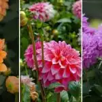 Πότε να φυτέψετε ντάλιες στην Ουκρανία: χρόνος και ιδανικές ποικιλίες