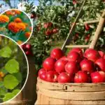 Οι αποδόσεις θα πολλαπλασιαστούν: τι είναι καλύτερο να φυτέψετε γύρω