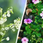 Αυτά τα 7 πολυετή φυτά φαίνονται όμορφα, αλλά μην τα