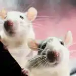 Οι αρουραίοι φοβούνται ένα προϊόν: ένας εύκολος τρόπος για να