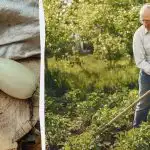 Η συγκομιδή του κολοκυθιού σας θα είναι 5 φορές πιο