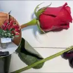 Πώς να "αναζωογονήσετε" τα τριαντάφυλλα σε τέσσερις ώρες: ένα κόλπο