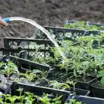 Μετά τη συγκομιδή, οι ντομάτες πρέπει να λιπαίνονται: 3 λιπάσματα