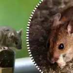 Αρουραίοι και ποντίκια έξω από τον κήπο για τα καλά: