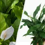 Spathiphyllum θα ανθίσει για χρόνια: κηπουροί είπε πώς να αυξηθεί